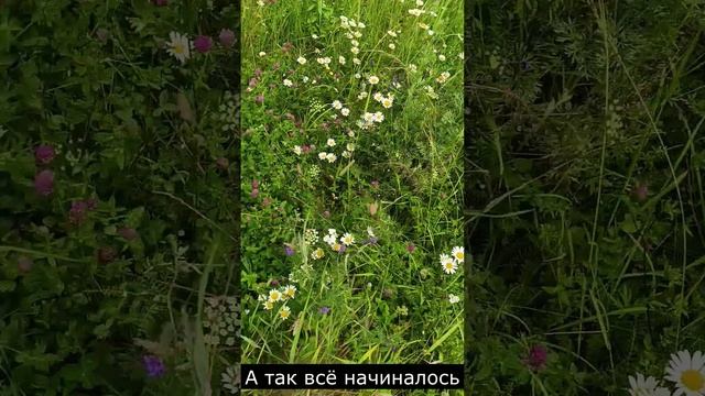 Ромашка+Земляника=Любовь