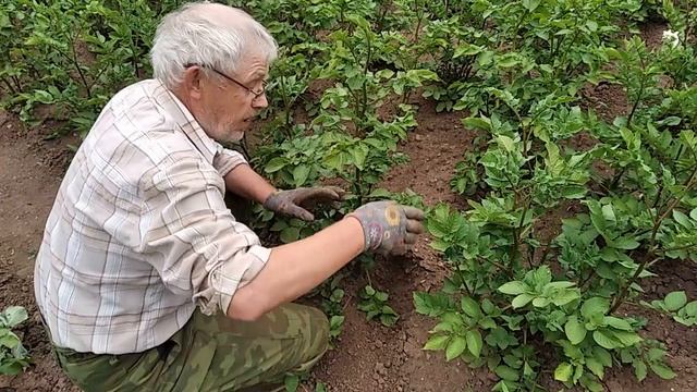 Картофель. Почему картофель нужно поливать