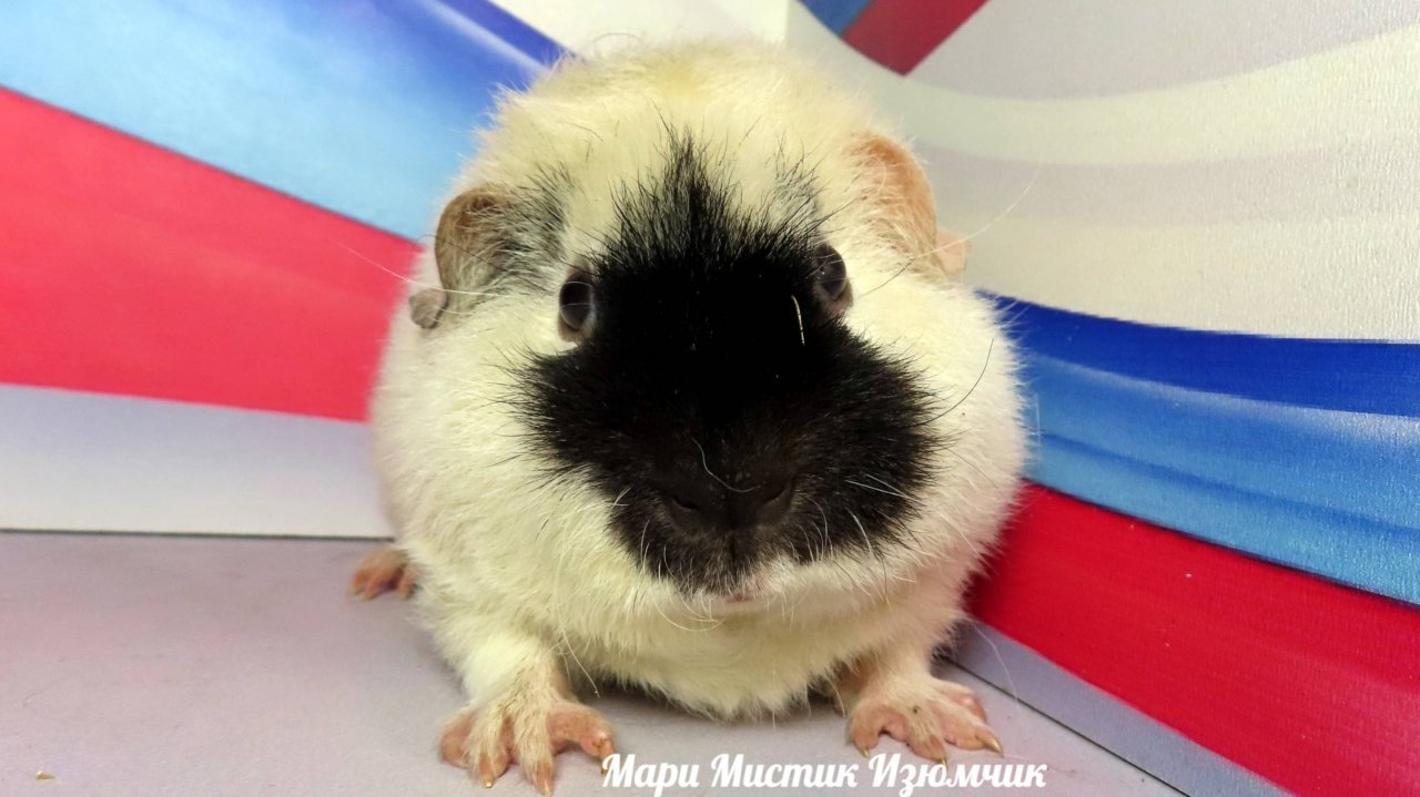 #Продаю #американскийтедди Изюмчик #морскаясвинка 89215950848 #куплю