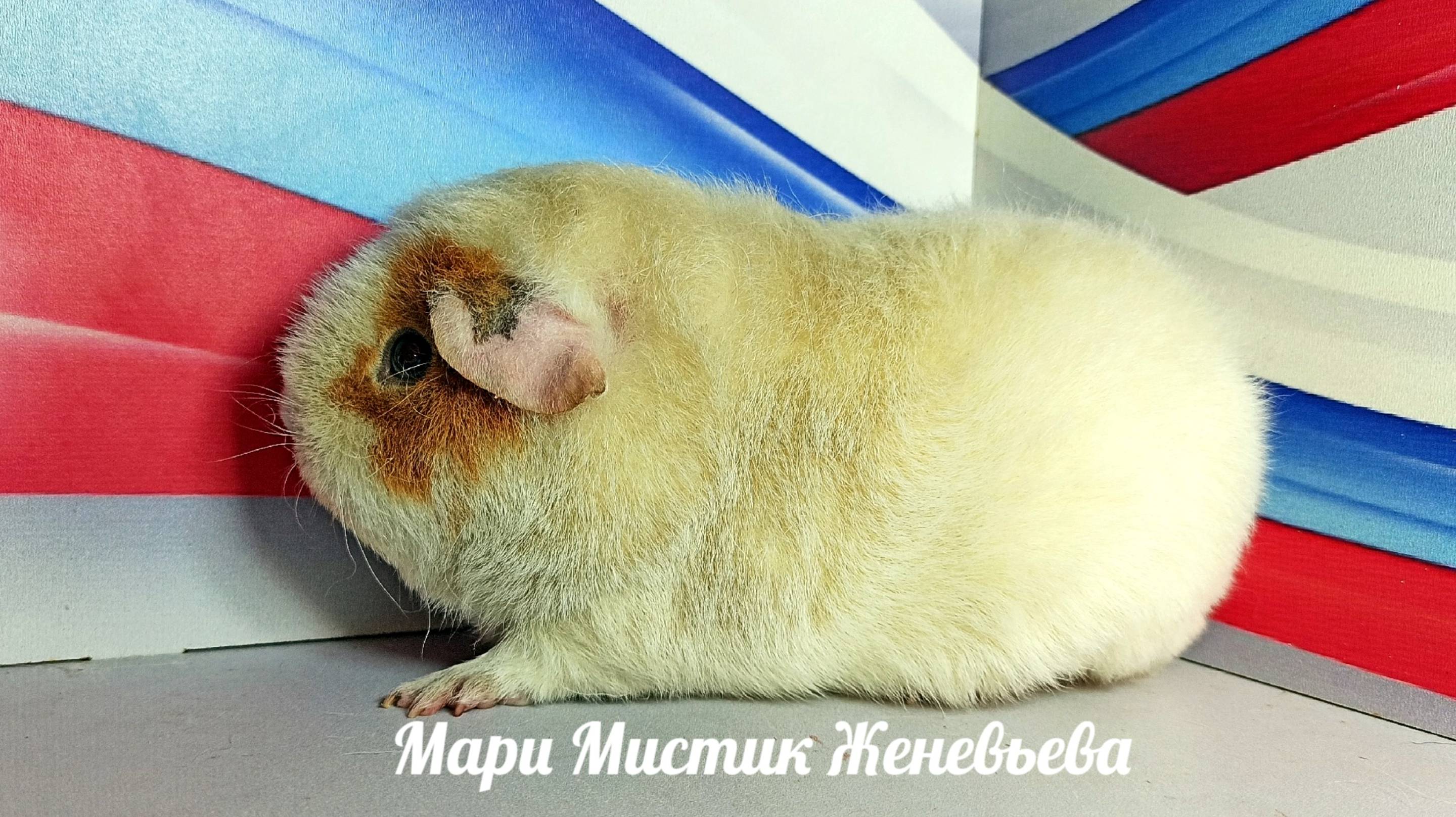 #непродаю Женевьева вес 1 кг , 4,5 мес #американскийтедди #морскаясвинка