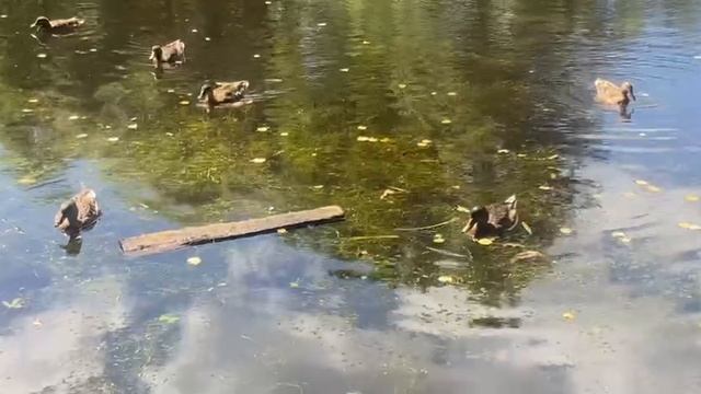 Вот такие дикие утки живут в пруду у нас на даче