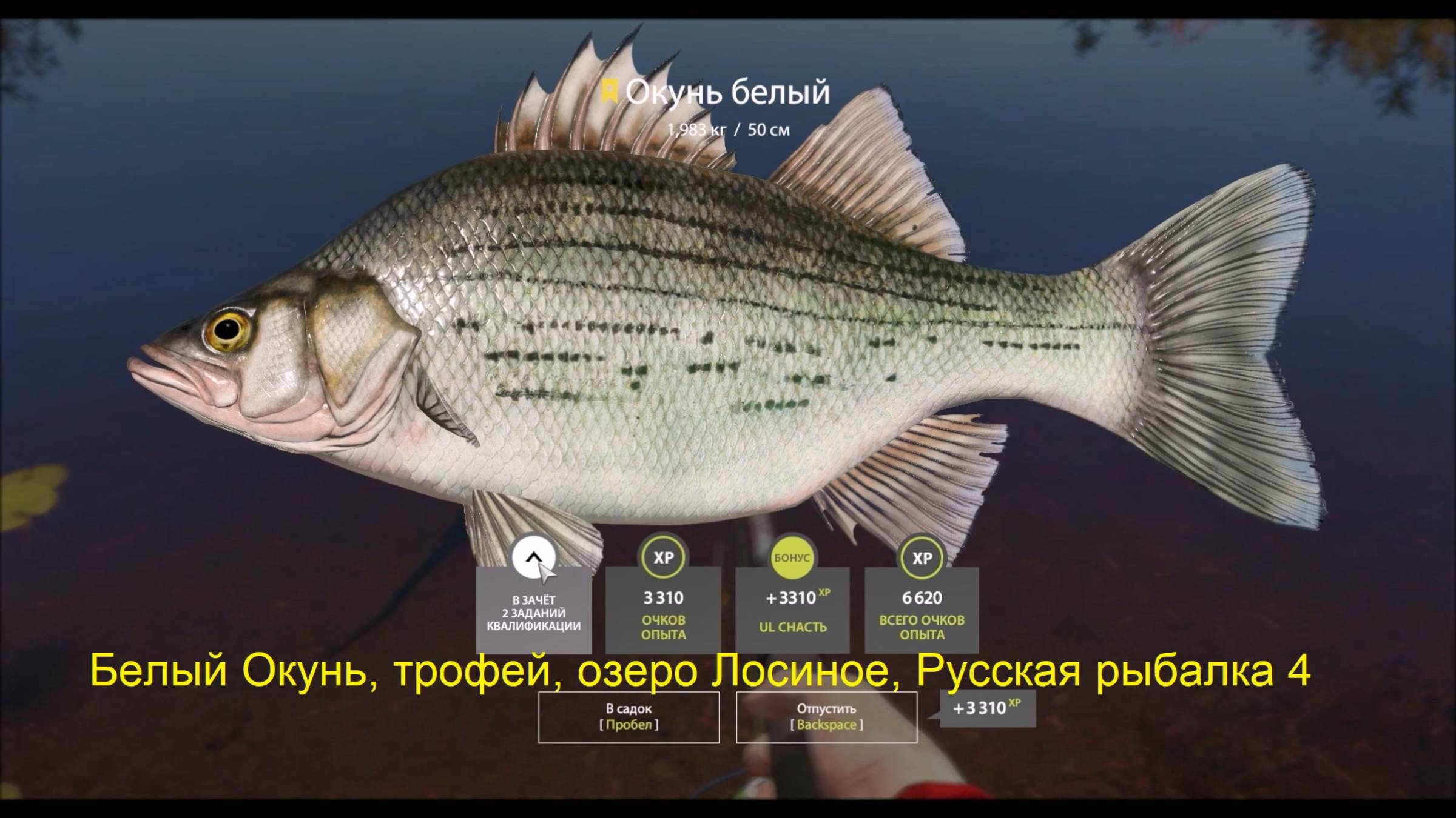 Белый Окунь, трофей, озеро Лосиное, Русская рыбалка 4, место ловли, сборка снасти, приманка на окуня