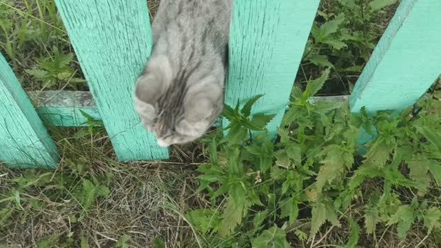 ВОЙНА И МИР КОШЕЧКИ АЛИСЫ #рассказыоживотных 1000051580.mp4