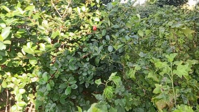 Ох жара 🔥.Собрала часть смородины,перерабатываю.