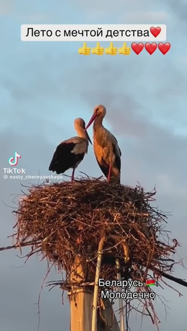 Мечта Детства (Беларусь)