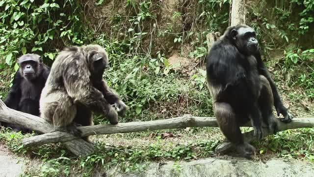 Гори́ллы (лат. Gorilla) — род обезьян