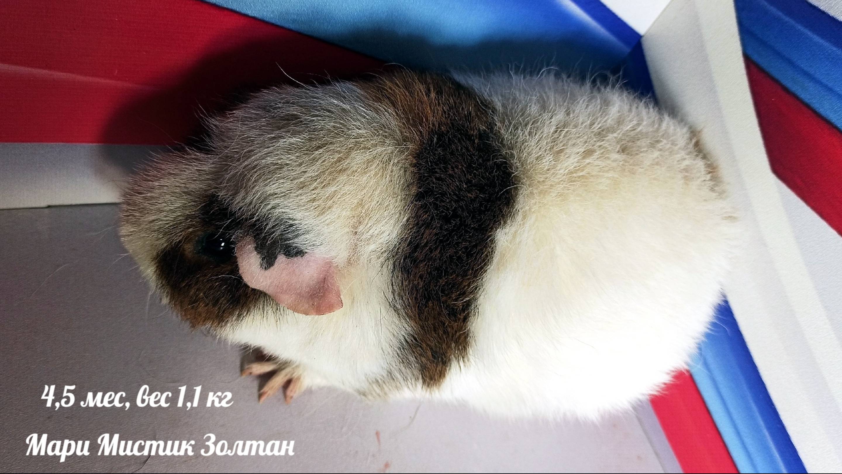 #не_продаю Золтан 4, 5 мес, вес 1, 1 кг #американскийтедди #морскаясвинка