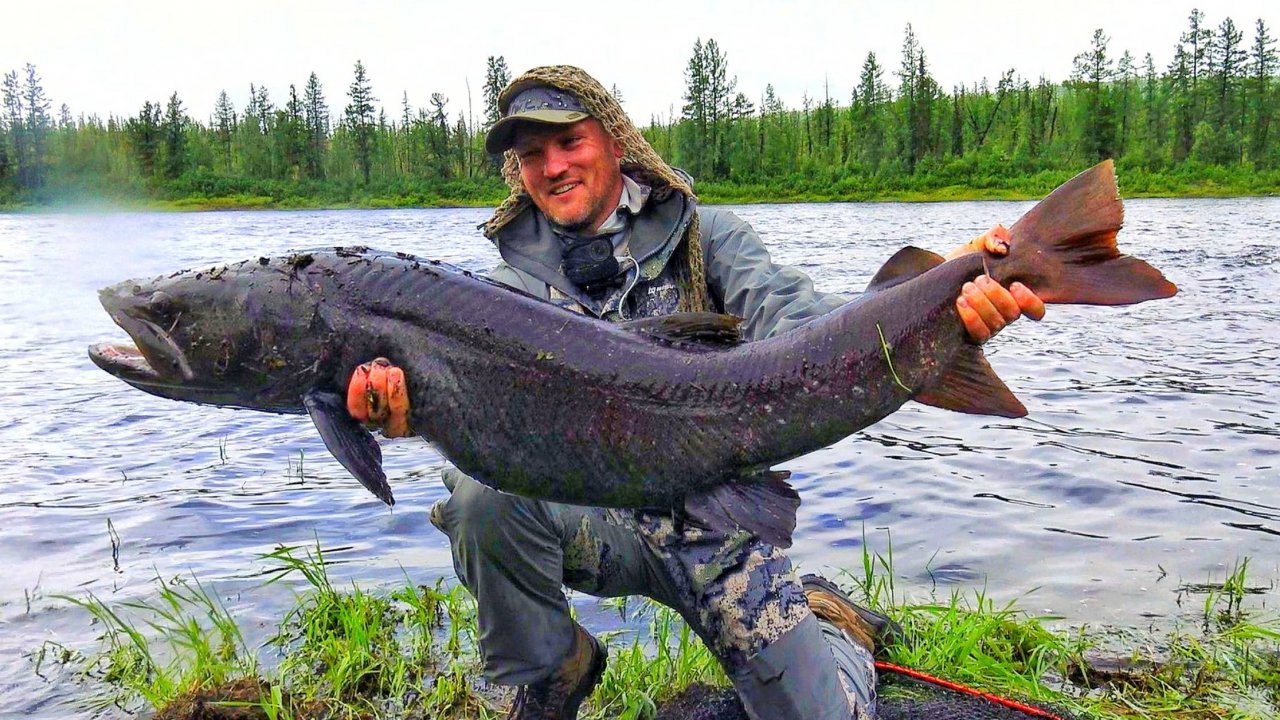 НА МОНСТРА-ЦАРЯ РЕК В РЕАЛЬНУЮ ДИЧЬ НА СЕВЕР! ЖИЗНЬ В ТАЙГЕ, ЛОВЛЯ ТАЙМЕНЯ, ЛЕНКА, СИГА и ХАРИУСА