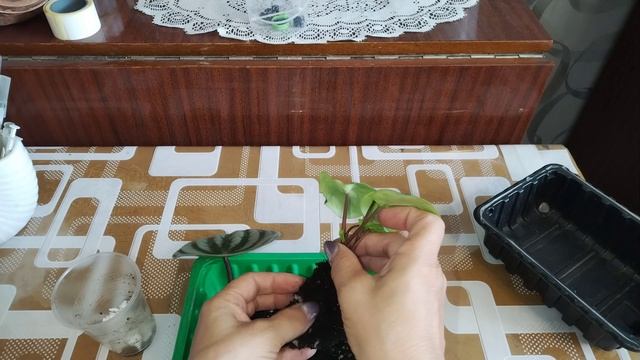 Обзор посадки Гимнокалициума вариегатного из семян. И пересадка Пиперомии арбузной.