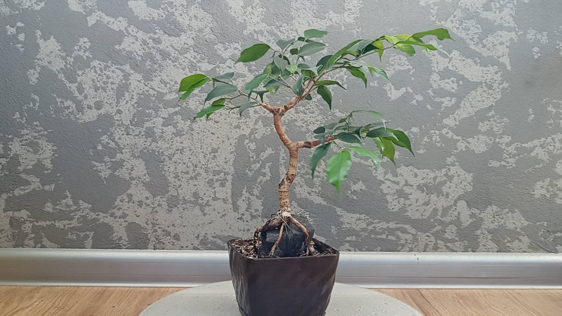 Фикус на камне. Часть 14