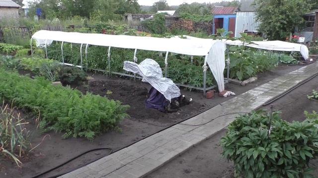 Сею  дайкон