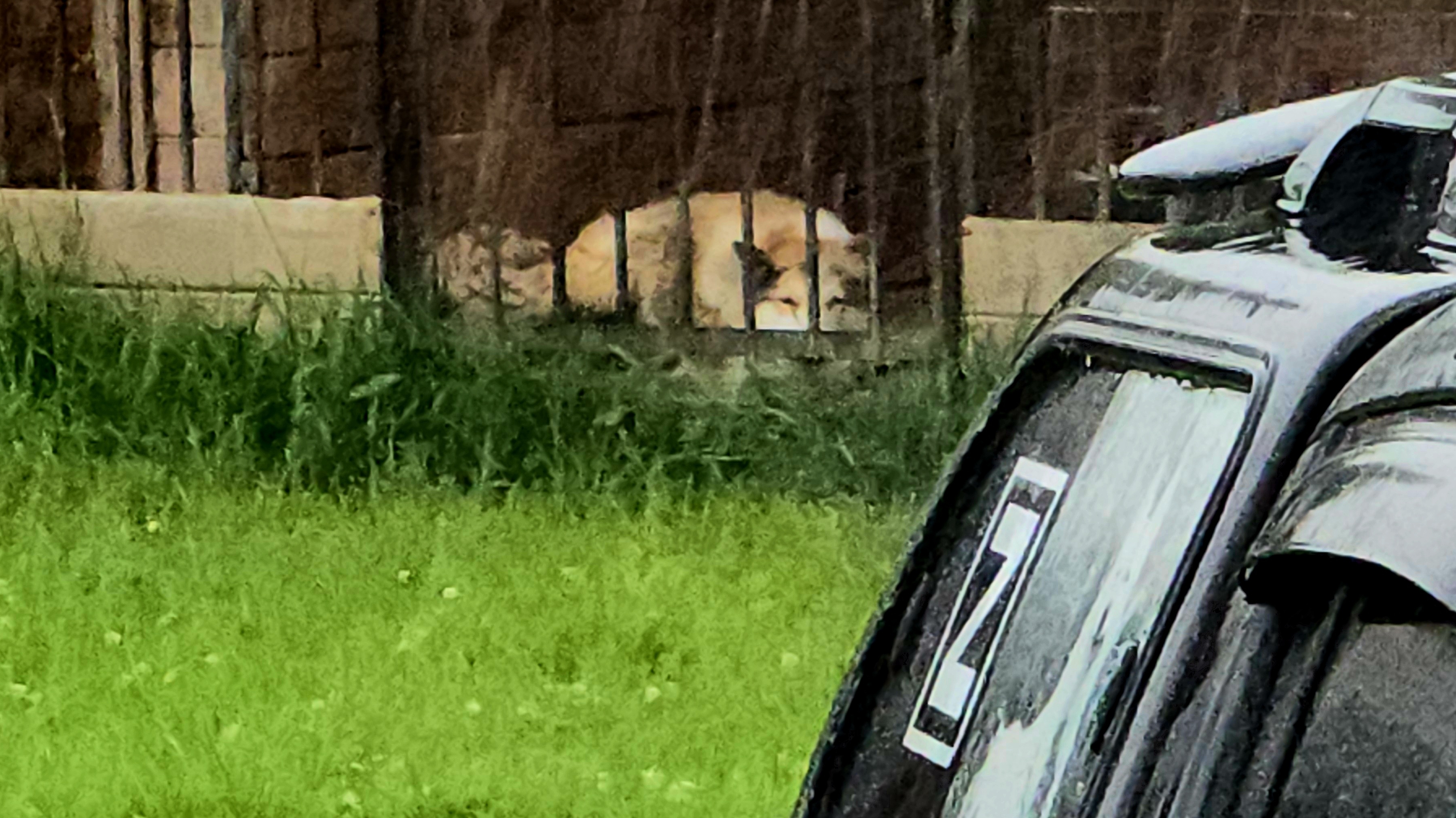 Лайки в грозу