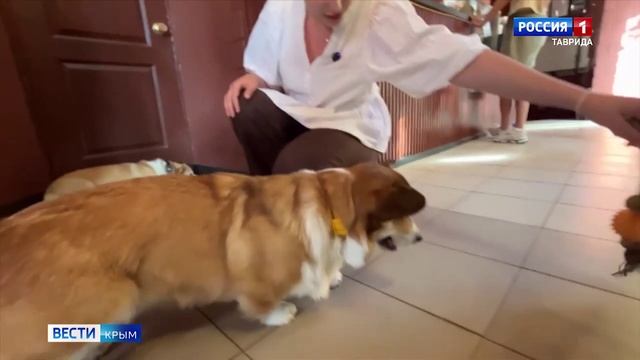 ВЕСТИ-КРЫМ «Звериные истории»: корги-культ
