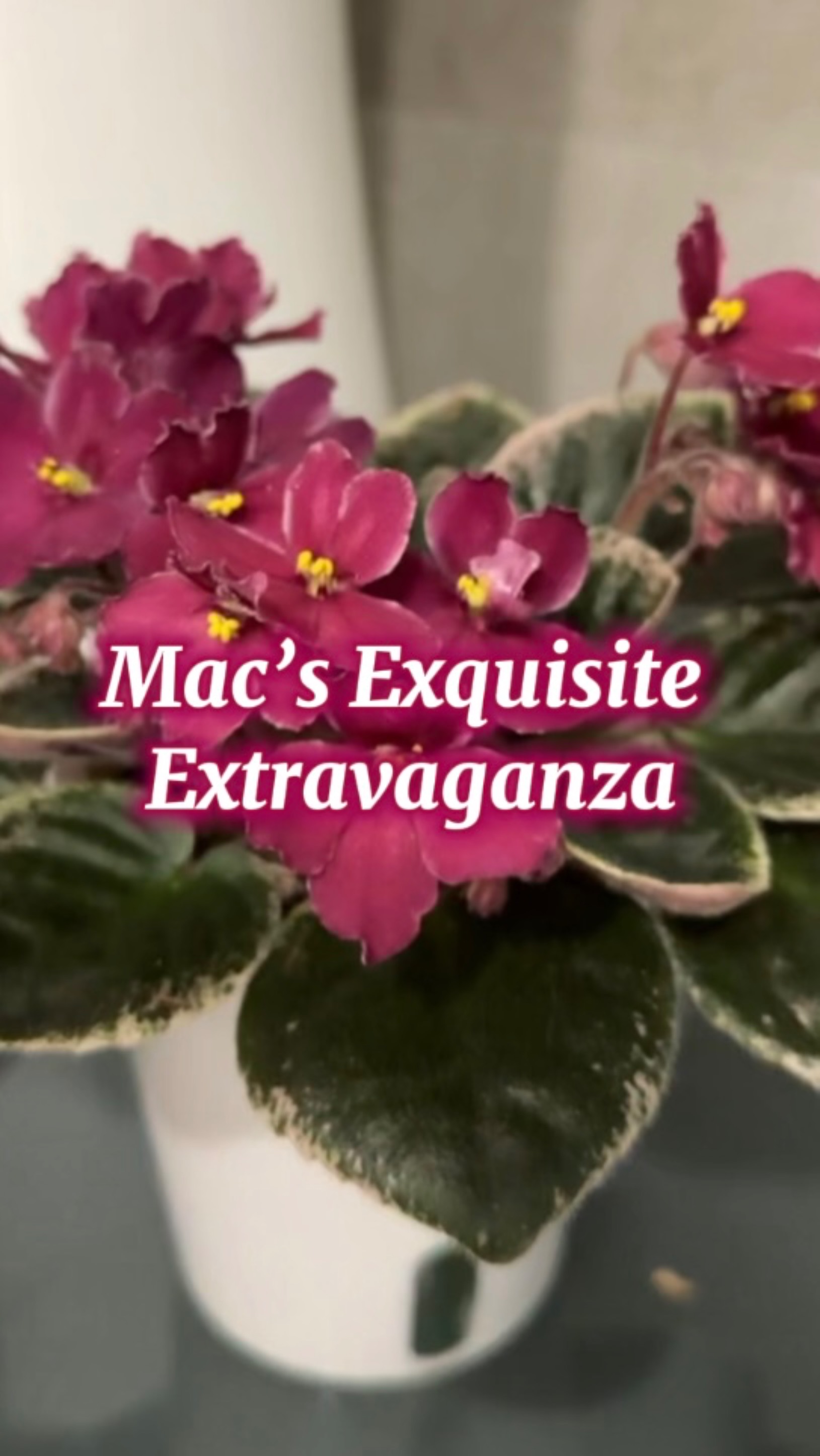 Mac’s Exquisite Extravaganza видеопортрет