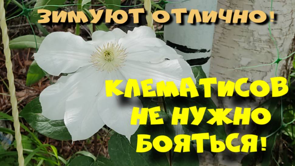 КЛЕМАТИСОВ НЕ СТОИТ БОЯТЬСЯ!