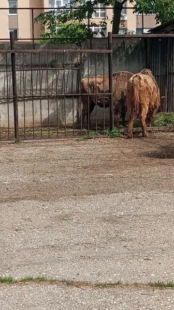 Зоопарк г.Иваново. Июнь 2025