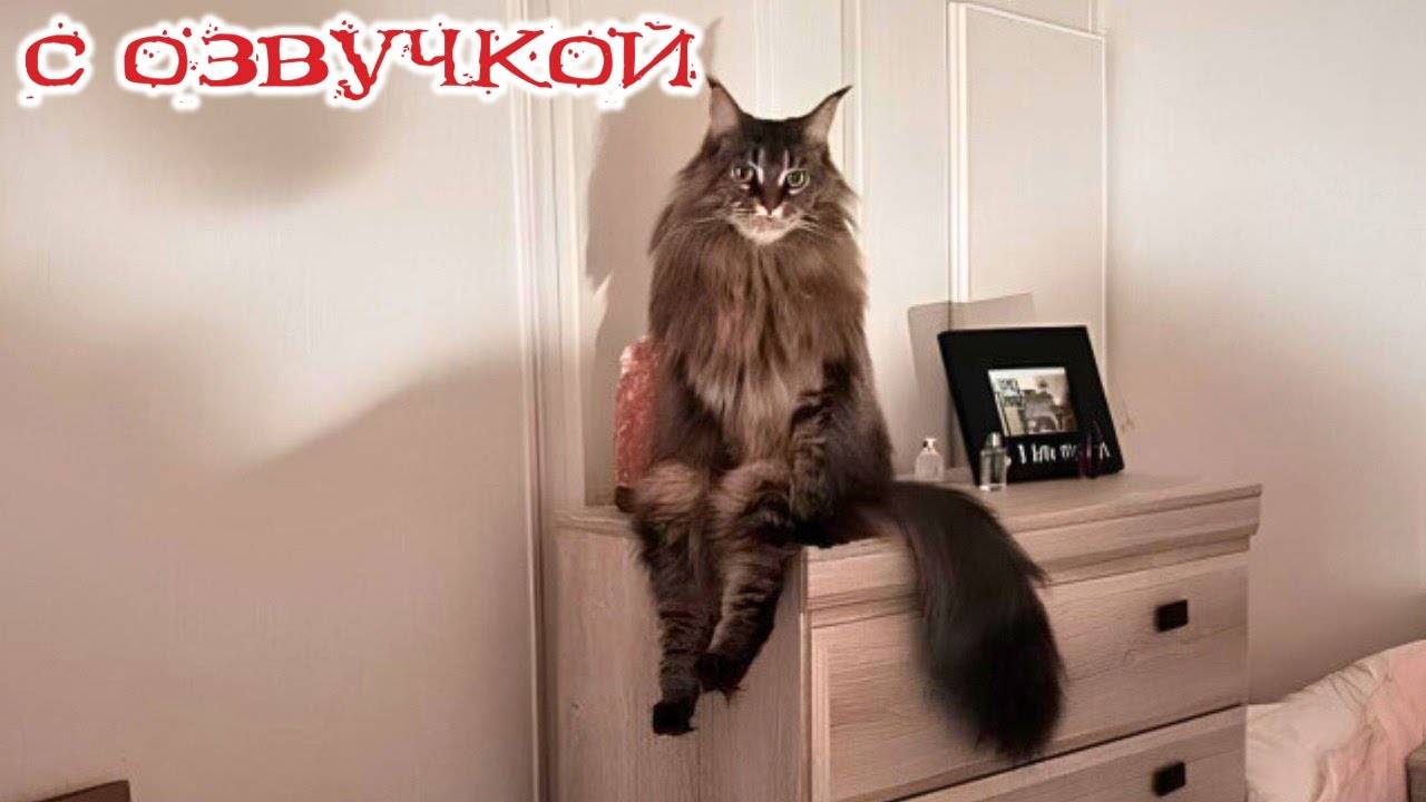 СМЕШНЫЕ КОТЫ и СОБАКИ🤗 Смешные- видео-ОЗВУЧКА!🤗СМЕШНОЕ -ВИДЕО😍 Наши любимые смешные животные