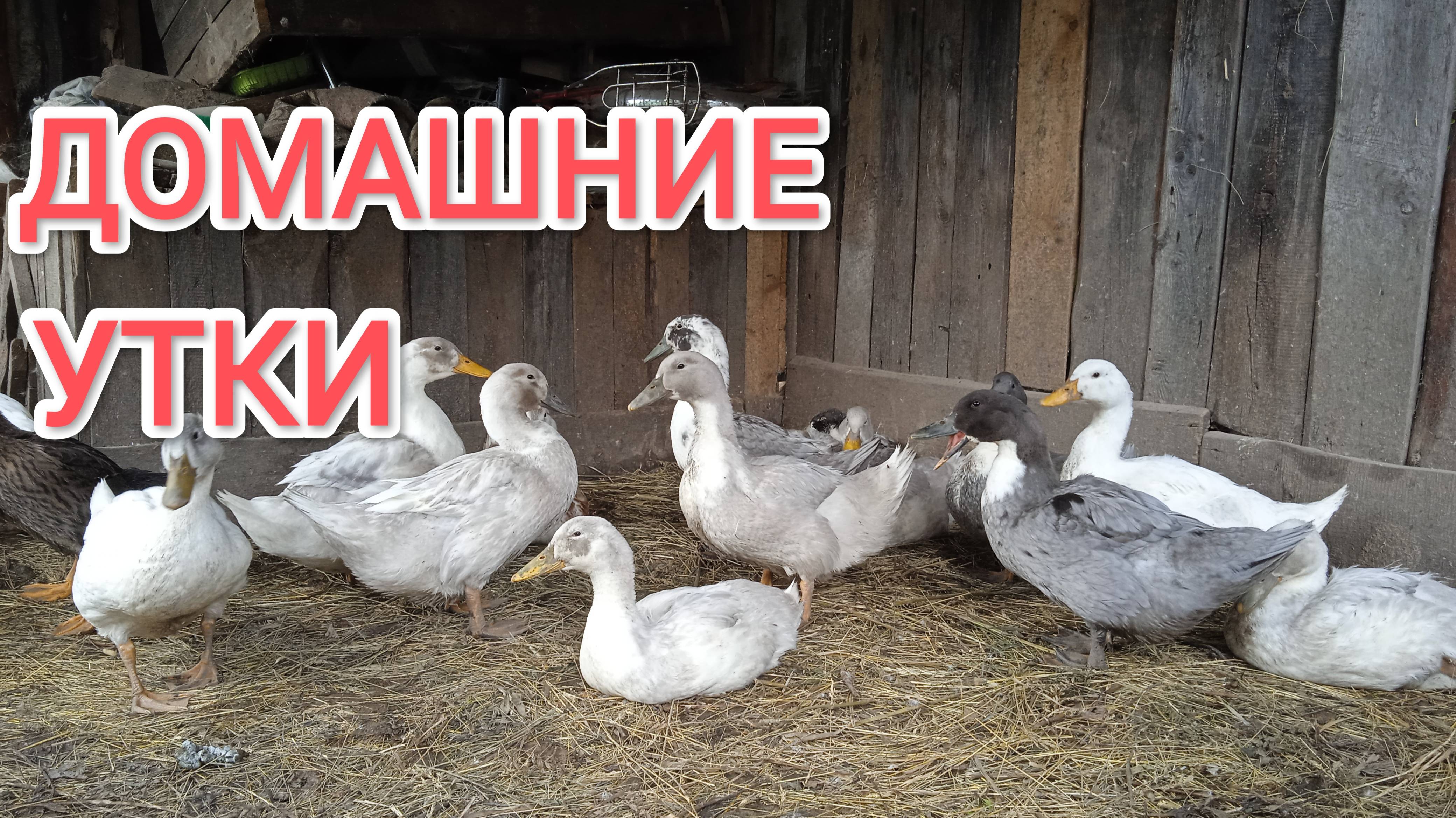 Жизнь в деревне Когда переводить уток на отруби