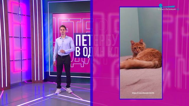 Петербург в один клик. Флот-такси и Сахара на Васильевском, свежая морошка, лось на рыбалке