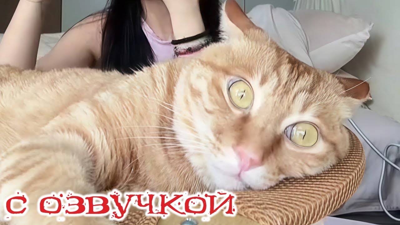 СМЕШНЫЕ КОШКИ НАС УДИВЯТ!🤗 Смешные- видео-ОЗВУЧКА!🤗СМЕШНОЕ -ВИДЕО😍 Наши любимые смешные животные