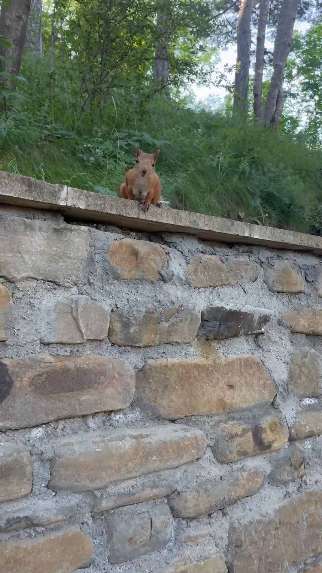 Белка, привет - заметки Кисловодского парка