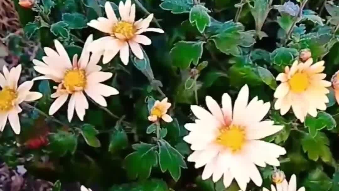 Е. Евтушенко. читает, Леонид Юдин. из архива Стоит повторить