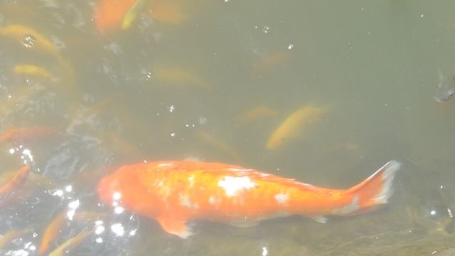 Карпы Кои в озере.