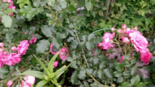 Розы и капуста  в дождливом июле.