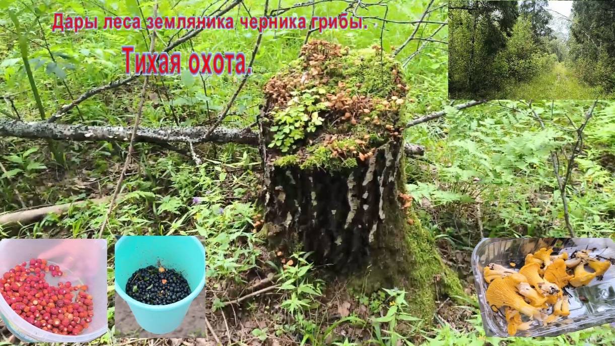 Поездка в лес за грибами и ягодами. Тихая охота. Дары леса земляника черника грибы. #грибы  #драйв