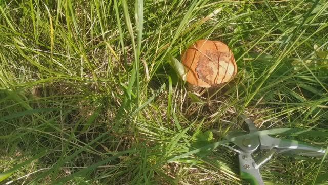 Пошел за вениками в лес, а нашел много грибов, малины, и лесного ореха