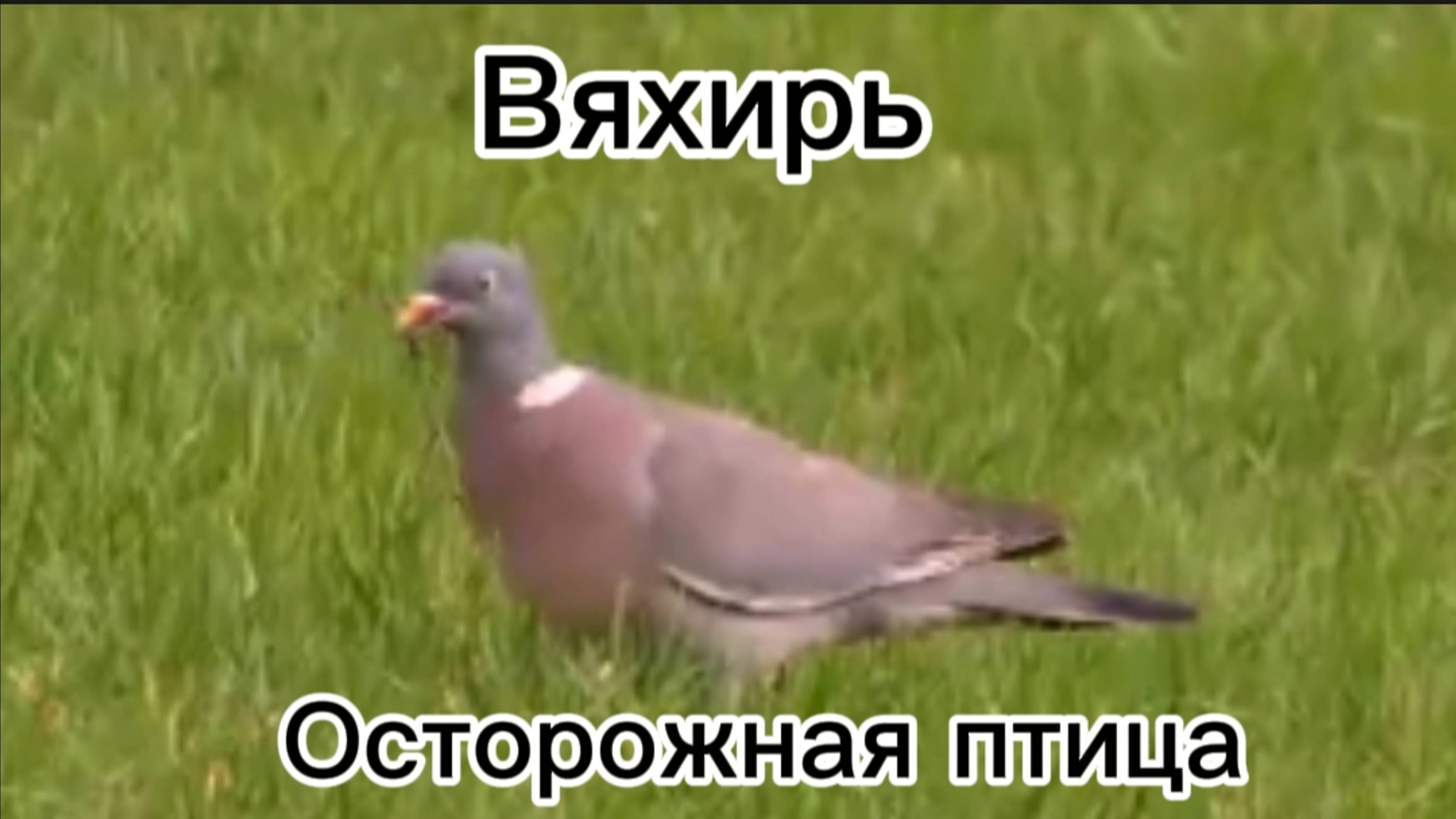 Редкая встреча: Вяхирь в нашем посёлке! 🐦💚