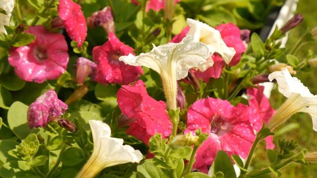 ЦВЕТУЩАЯ ПЕТУНИЯ