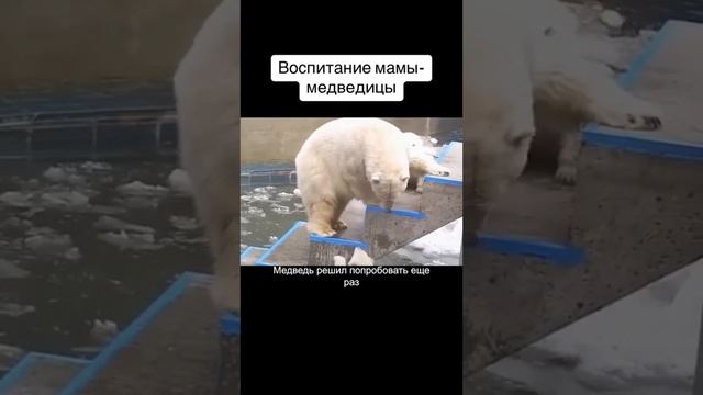 Воспитание мамы, медведицы.🐻
