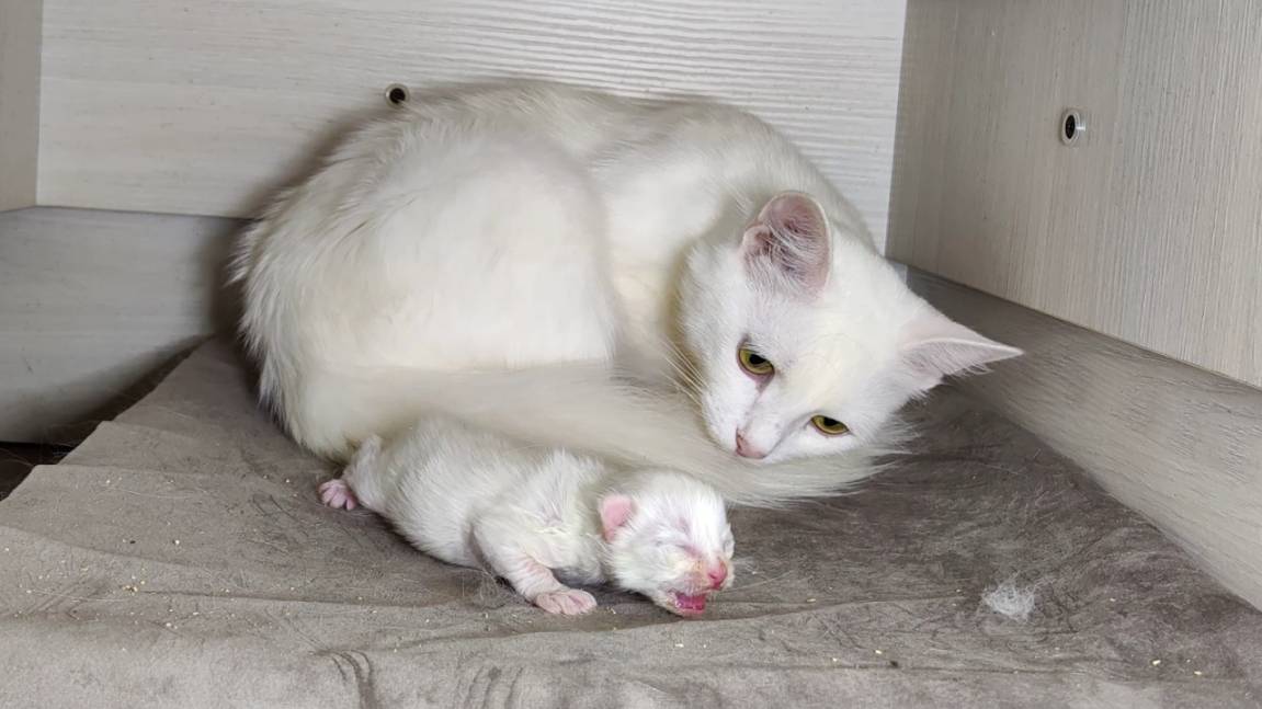 Новорожденный котёнок. День двенадцатый. Маленький котёнок зовёт свою маму-кошку.