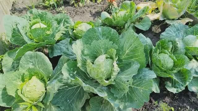 Экспериментирую с обработкой капусты без химии.