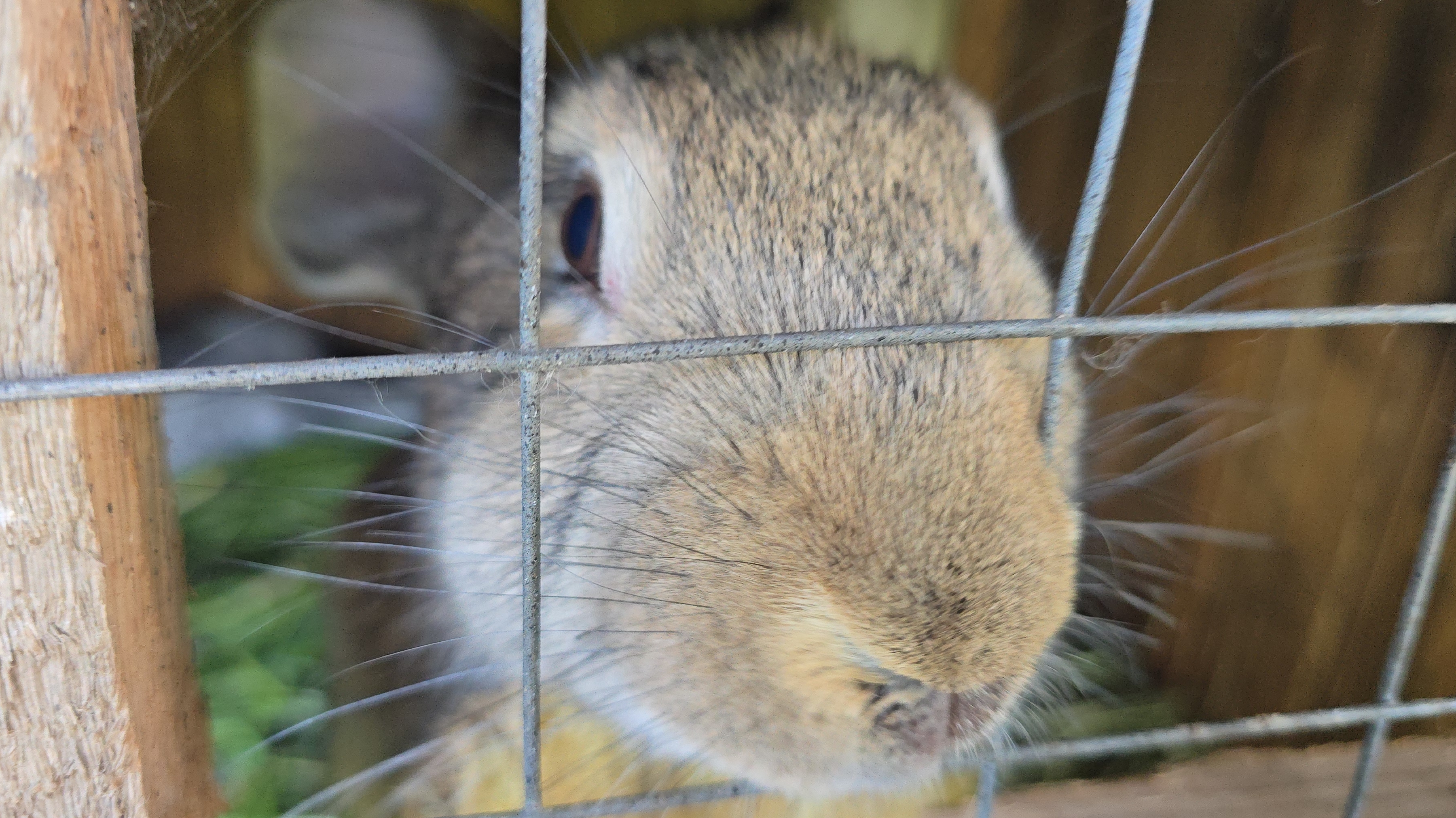 Кролики трёх пород