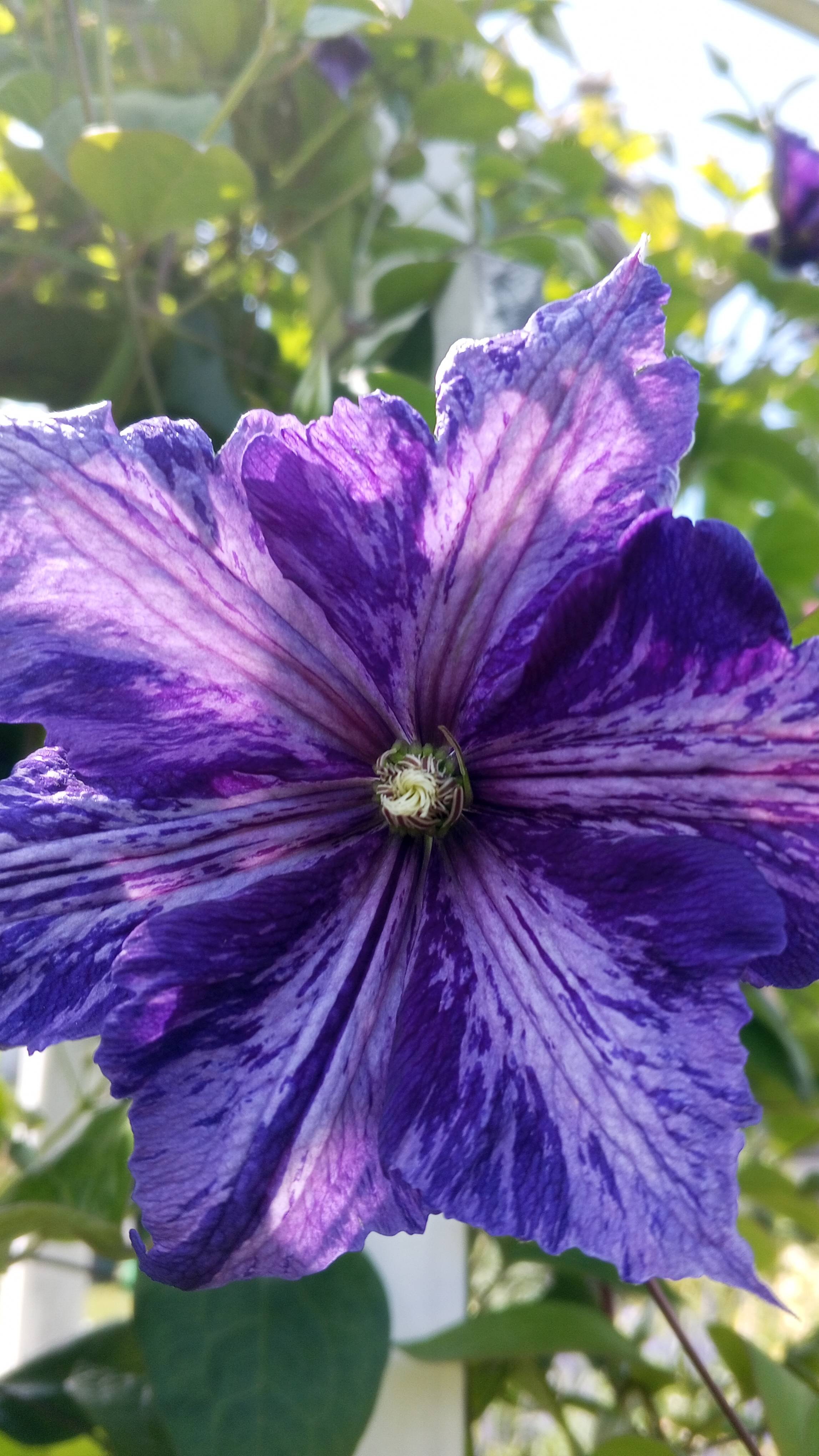 Уникальный клематис 3 группы обрезки I Цветок хамелеон