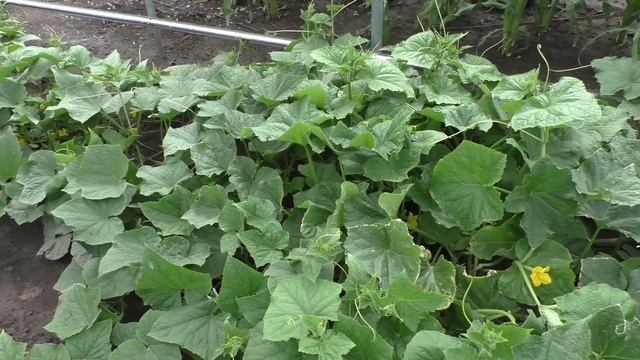 Как плодоносят сорта огурцов