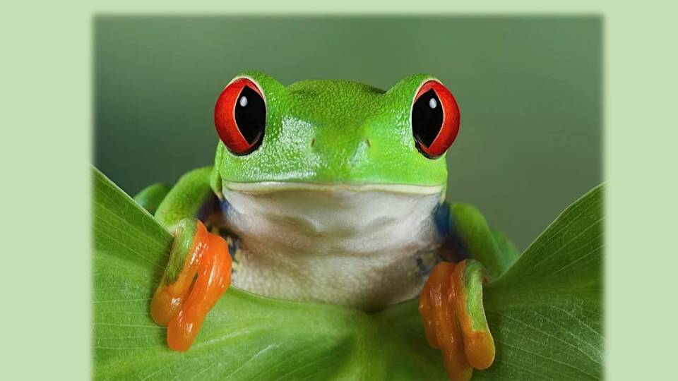 ХОЧУ ВСЁ ЗНАТЬ: Где зимуют квакши? (8+)