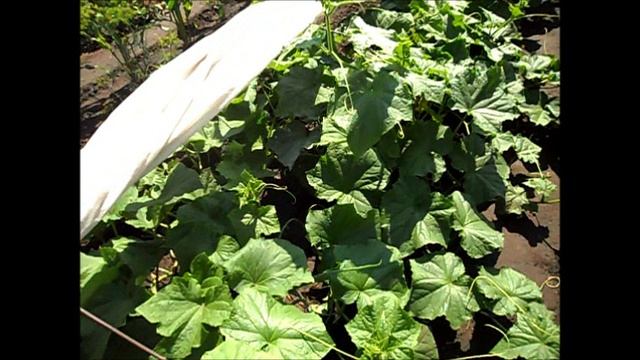 Первые огурцы, 11 июля.