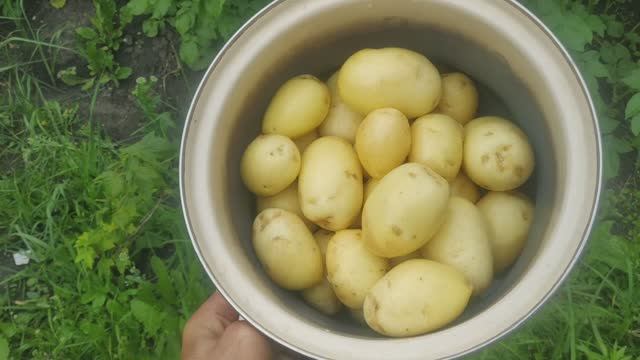 Первый урожай молодой картошки готов,начало июля, сможем ли за сезон собрать два урожая!?.