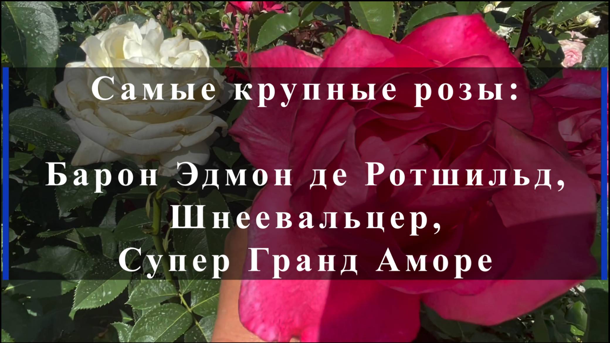 Самые крупные розы: Барон Эдмон де Ротшильд, Шнеевальцер, Супер Гранд Аморе.