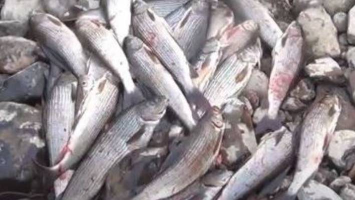 Ведро Хариуса!!! С РУЧЬЯ ТАЙГИ!! С одной Золотой точки!!! Ручей Пенчуга 5 Лесосибирск Рыбалка Охота