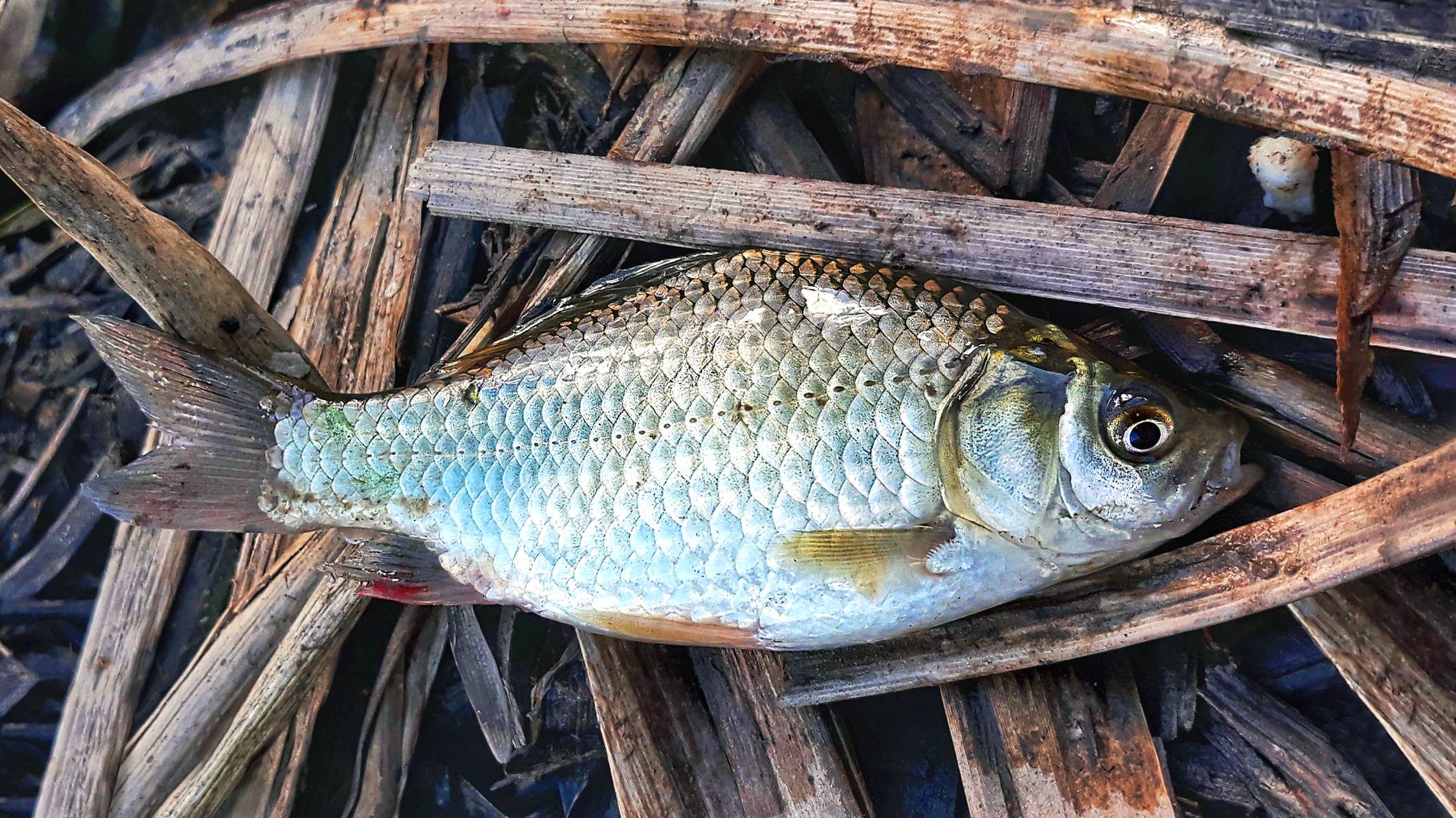 Карась клюёт на каждом забросе! Рыбалка на поплавочную удочку и мормышку. Дождь не помеха!