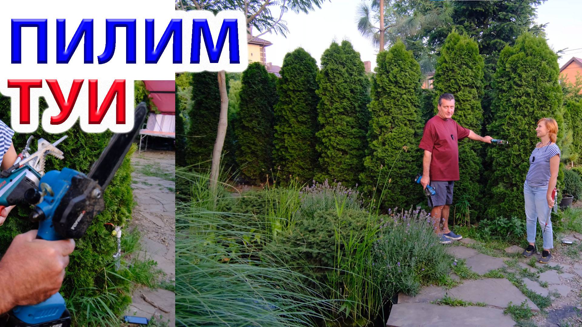Пилим туи живой изгороди - открываем пространство сада