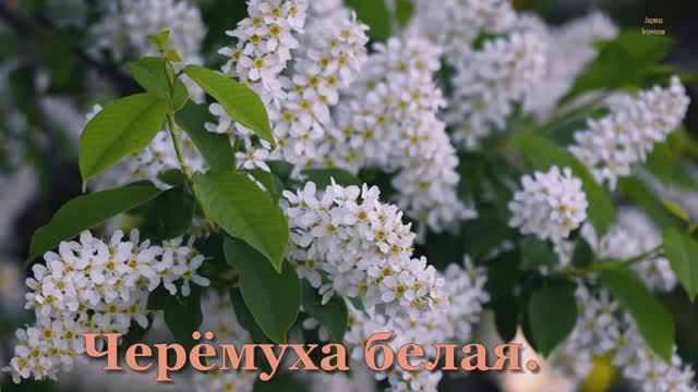Черёмуха  белая-сл.-Николая Степанова-авт. песни Людмила Бурачевская-канал Музыка Любви и Надежды