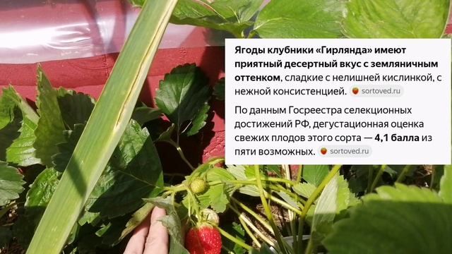 Клубника Гирлянда! Есть и свои минусы!