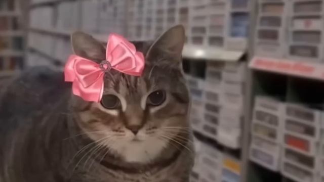 oiiaoiia cat after dark one hour (1080p_30fps_H264-128kbit_AAC)