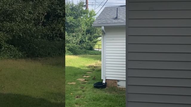 Вышла утром на крыльцо ... а там - зая