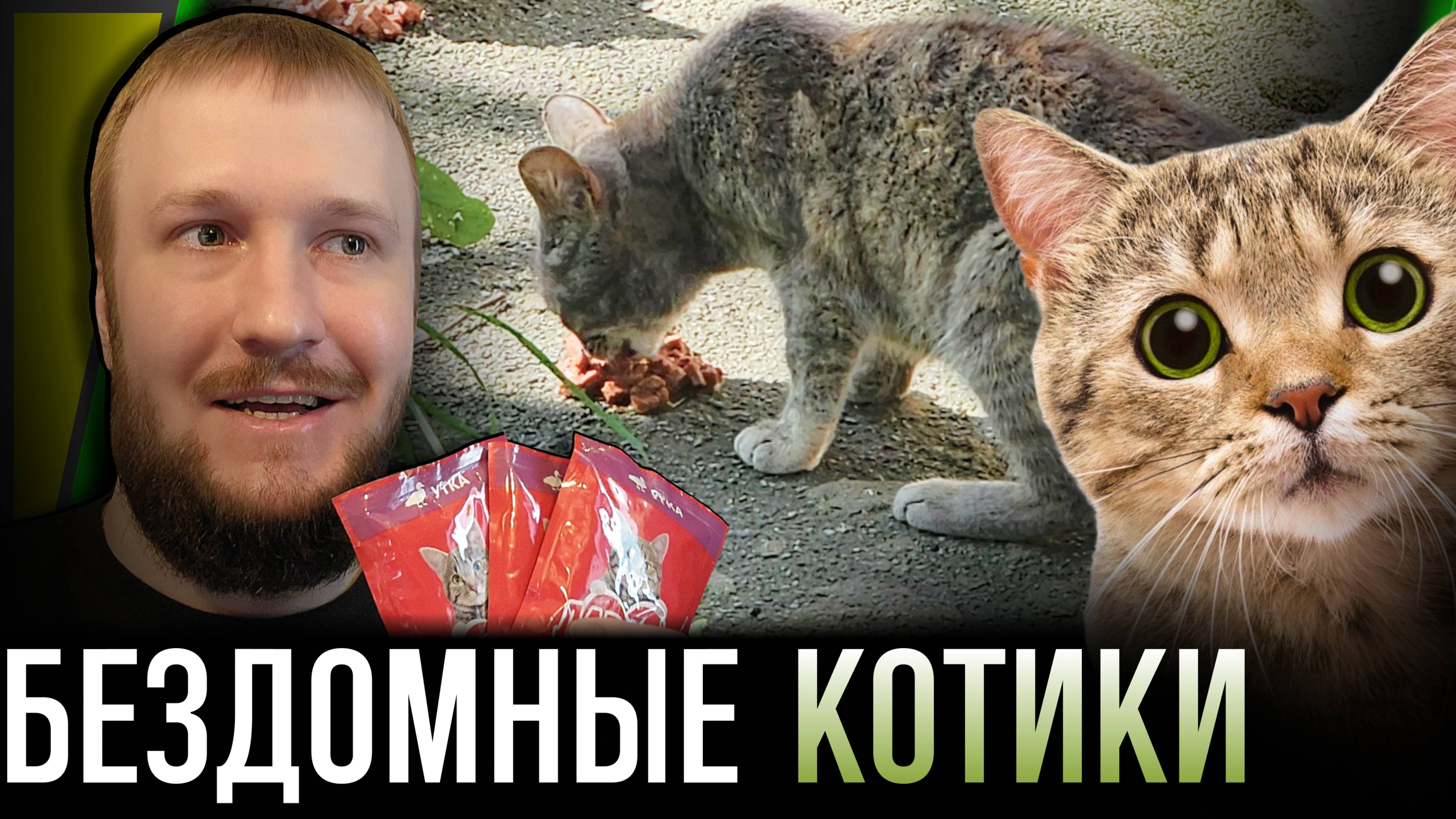 ПОКОРМИМ БЕЗДОМНЫХ КОТИКОВ #2